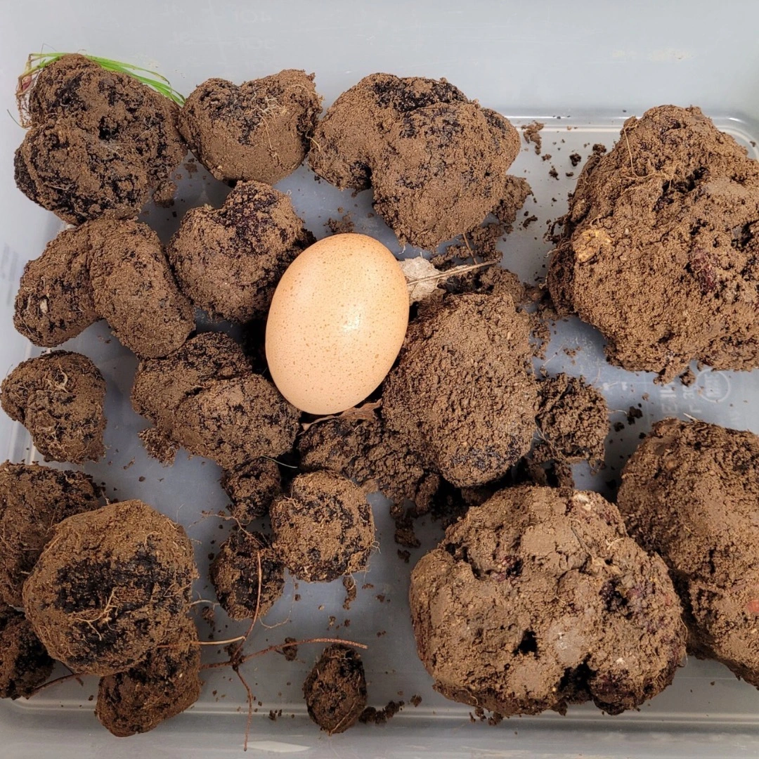 Truffes noires Tuber Melanosporum fraîchement récoltées, prêtes pour une conservation optimale, illustrant leur stockage dans une boîte hermétique