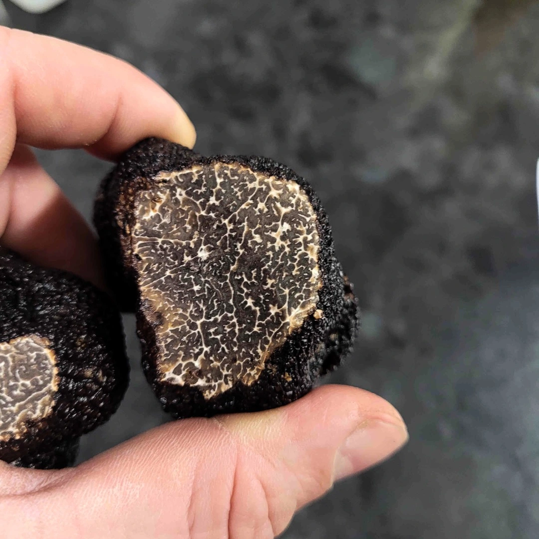 Truffe noire Tuber melanosporum récoltée en Pays de la Loire, montrant son marbrage caractéristique et sa qualité exceptionnelle